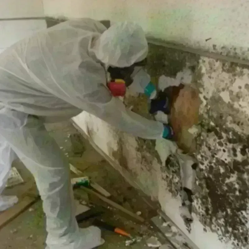 Mold Remediation and Removal in Edmore, MI